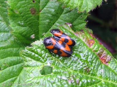 red-and-black froghopper (Cercopis vulnerata) Kenneth Noble